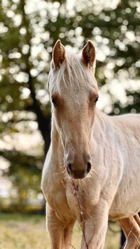 Im Not Ruf At All - Vielversprechende Quarter Horse Stute in Traumfarbe