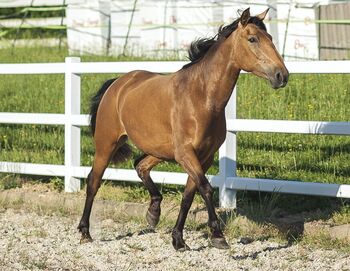 Nova GE - PRE Pura Raza Espanola, Stute, 3,5 Jahre, Buckskin (Falbe)