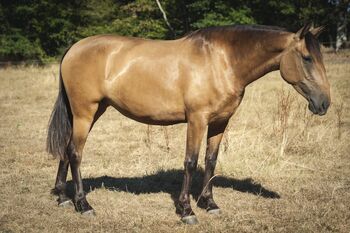 Nova GE - PRE Pura Raza Espanola, Stute, 3,5 Jahre, Buckskin (Falbe)