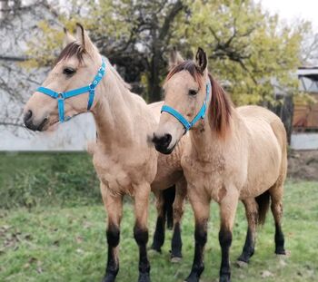 Neues zu Hause, Nagy Horses , Konie na sprzedaż, Mezőberény 