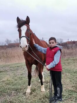 Neues zu Hause, Nagy Horses , Konie na sprzedaż, Mezőberény 