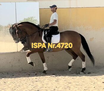 Nr.4710 Grosser PRE Wallach