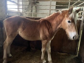 Nuri Haflinger