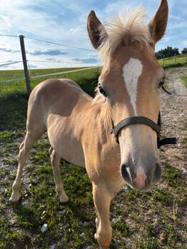 Nuri Haflinger, Helena Henninger, Konie na sprzedaż, Steyregg