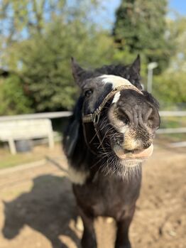 Pflegebeteiligung gesucht, RaJa , Horses For Sale, Krefeld