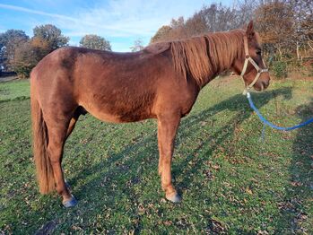 unverbrauchter Curly Horse Hengst mit vollen Papieren, Kerstin Rehbehn (Pferdemarketing Ost), Horses For Sale, Nienburg