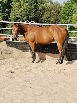 unverbrauchte, kompakte Quarter Horse Stute, Kerstin Rehbehn (Pferdemarketing Ost), Horses For Sale, Nienburg