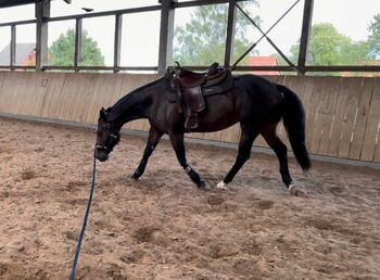 unverbrauchte, verschmuste Quarter Horse Stute, Kerstin Rehbehn (Pferdemarketing Ost), Horses For Sale, Nienburg