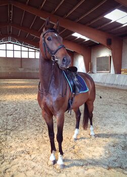 Unverbrauchter wunderhübscher Sportler, Elisabeth Maria , Horses For Sale, Grebenhain