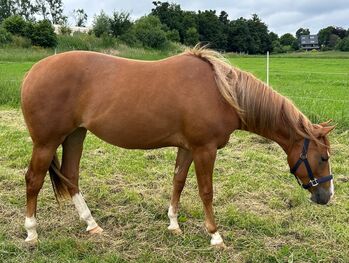 Vielversprechende Quarter Horse Stute für Reining, Ranch Riding & Allround, Kerstin Rehbehn (Pferdemarketing Ost), Konie na sprzedaż, Nienburg