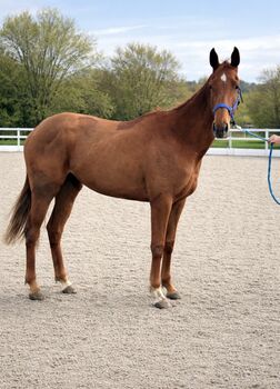Vielversprechende Stute sucht Förderne Hände