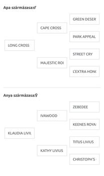 Vielversprechendes Englisches Vollblut-Hengstfohlen/Promising Thoroughbred colt