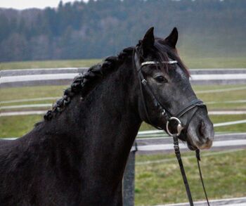 Vielversprechendes Sportpony in Sonderlackierung, Zoe Hackenberg, Konie na sprzedaż, Wien, Floridsdorf