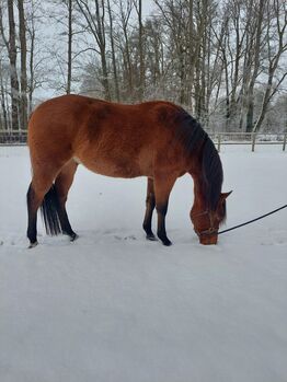 Vielversprechender Quarter Horse Wallach mit Top-Abstammung, Kerstin Rehbehn (Pferdemarketing Ost), Konie na sprzedaż, Nienburg