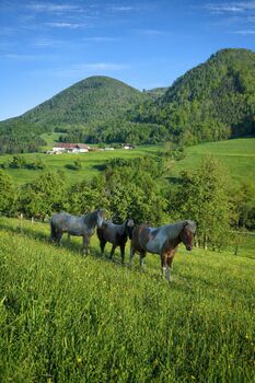 Aufzuchtsplatz Junghengste/-Wallache, Chiara, Wolna stajnia, Ternberg 