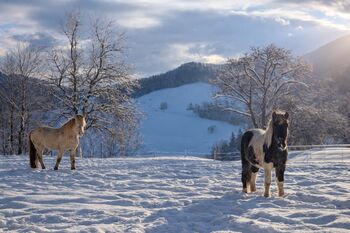 Aufzuchtsplatz Junghengste/-Wallache