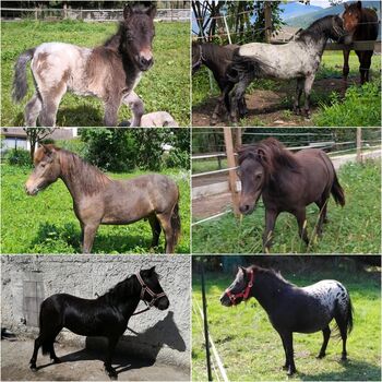 Ponys bis zum Großpferd