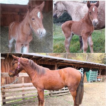 Ponys bis zum Großpferd