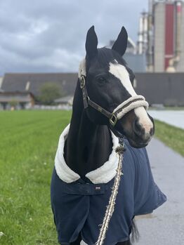 Odetta sucht ein liebevolles Zu Hause, Lorena Obrecht, Horses For Sale, Trimmis