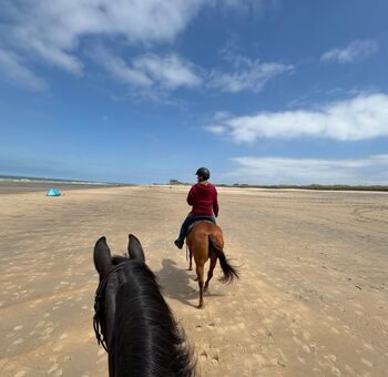 Erfolgreiche Quarter Horse Stute in liebevolle Hände abzugeben