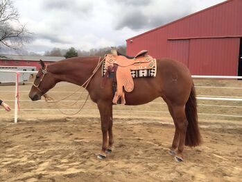 Erfolgreiche Quarter Horse Stute in liebevolle Hände abzugeben, Kerstin Rehbehn (Pferdemarketing Ost), Konie na sprzedaż, Nienburg