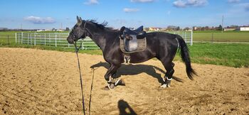 Ö-Warmblut Wallach-Stockmaß 182cm- 11 Jahre, Sabrina , Horses For Sale, Tulln