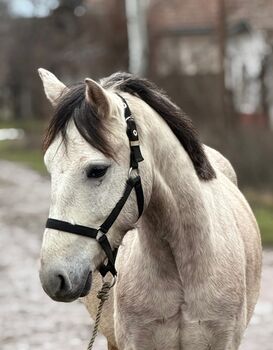 Öcsöd 5451, Zsolt, Konie na sprzedaż, Öcsöd