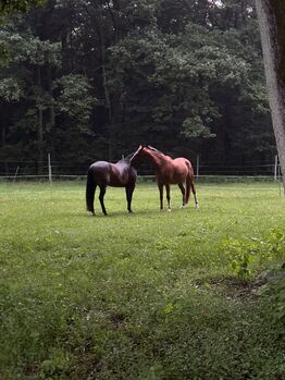 Offenstallplatz für Wallach(e) in Haltergemeinschaft, Lena, Horse Stables, Soltau 