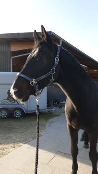 Offenstallplatz, Jessi Reiter, Horse Stables, Essen