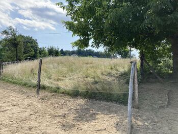 Offenstallplatz auch für Rehepferde geeignet