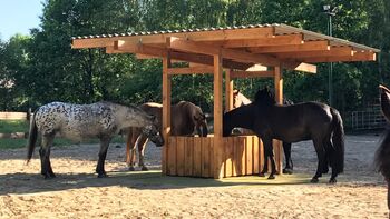 Offenstall Lauf-/Aktivoffenstall mit Paddock Trail, Dana Pfündel, Horse Stables, Hannover