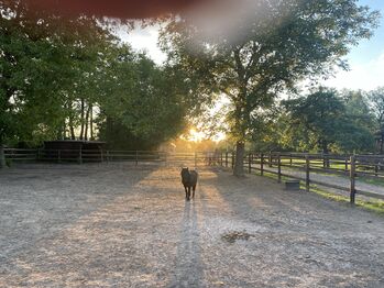 Offenstall -/ Paddockplatz für Pony oder Kleinpferd, Maria , Horse Stables, Hochheim am Main