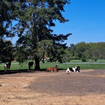 Offenstallplatz für Rehepferd/Rentnerplatz, Angy , Horse Stables, Madlitz-Wilmersdorf Wilmersdorf