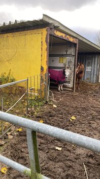 Offenstall / Boxen, Stall Boxen , Anna Meyer, Transport, Rodenwalde