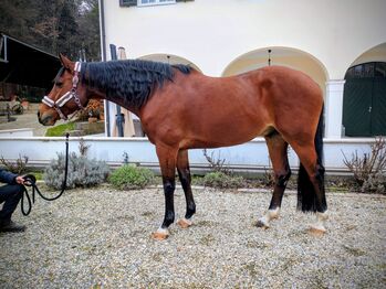 Verlassen pferd, Beckova Mila , Horses For Sale, GEISENFELD 