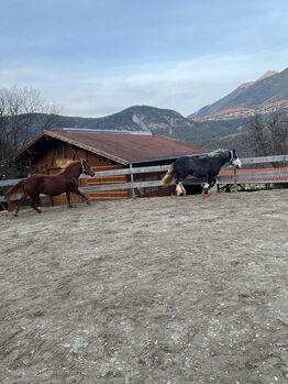 Verlass-Quafi Freizeitpferd sucht!