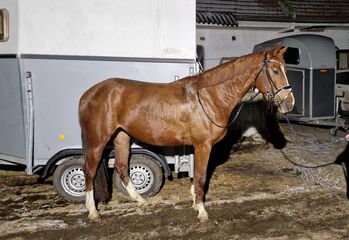 ÖWB Fuchsstute, Anna Hirschhofer , Horses For Sale, Langenrohr 