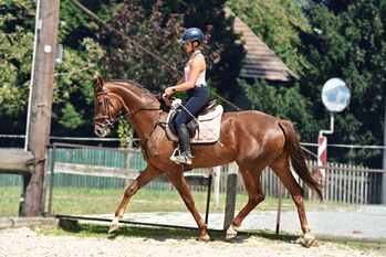 ÖWB STUTE  SERA BELISSIMA, Nadja Schörghuber , Horses For Sale, Weistrach 