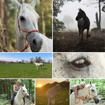 Angebot: Pflege-und Reitbeteiligung Raum 63843 Niedernberg., MM, Horse Sharing
, Schaafheim