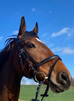 Biete Reitbeteiligung an, Lilli, Horse Sharing
, Freiberg