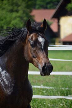 Vergebe Pflege- und evtl. Ausreitbeteiligung für meinen Araber, Christina , Horse Sharing
, St. Pölten 