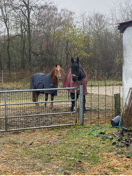 Offenstall / Boxen Stall Boxen 