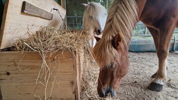 Offenstallplatt für bis zu 2 Pferde Rehe/COPD, Offenstall Rehe/COPD geeignet, Judith , Stallplätze, Münster