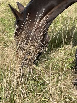 Offenstallplatz für 1 Stute Norderstedt Glashütte, Heike Richardt, Stallplätze, Norderstedt