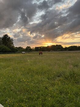 Offenstallplatz frei für 1 Wallach, Hannah, Stallplätze, Ahrensburg