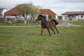 Offenstallplatz für Wallach in 3474 Kollersdorf – klein und persönlich, Nadja Greisdorfer, Horse Stables, Kirchberg am Wagram