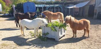Biete Offenstallplatz für Shetty/Pony Wallach/Hengst, karin, Stallplätze, Zolling