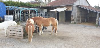 Biete Offenstallplatz für Shetty/Pony Wallach/Hengst