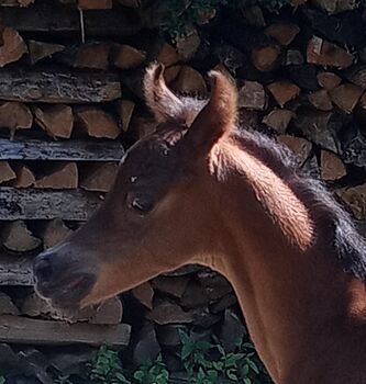 Araber Hengstjährling von Musab OX, Karl Killer, Konie na sprzedaż, Böbingen an der Rems