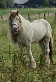 Cremello Tobiano Stallion, marc, Konie na sprzedaż, roosendaal